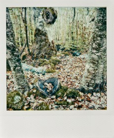 Exposition Arbres et petites forêts, éloge de la biodiversité
