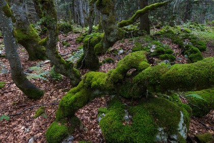 ENS de l'Isère, Plateau de la Molière et du Sornin
