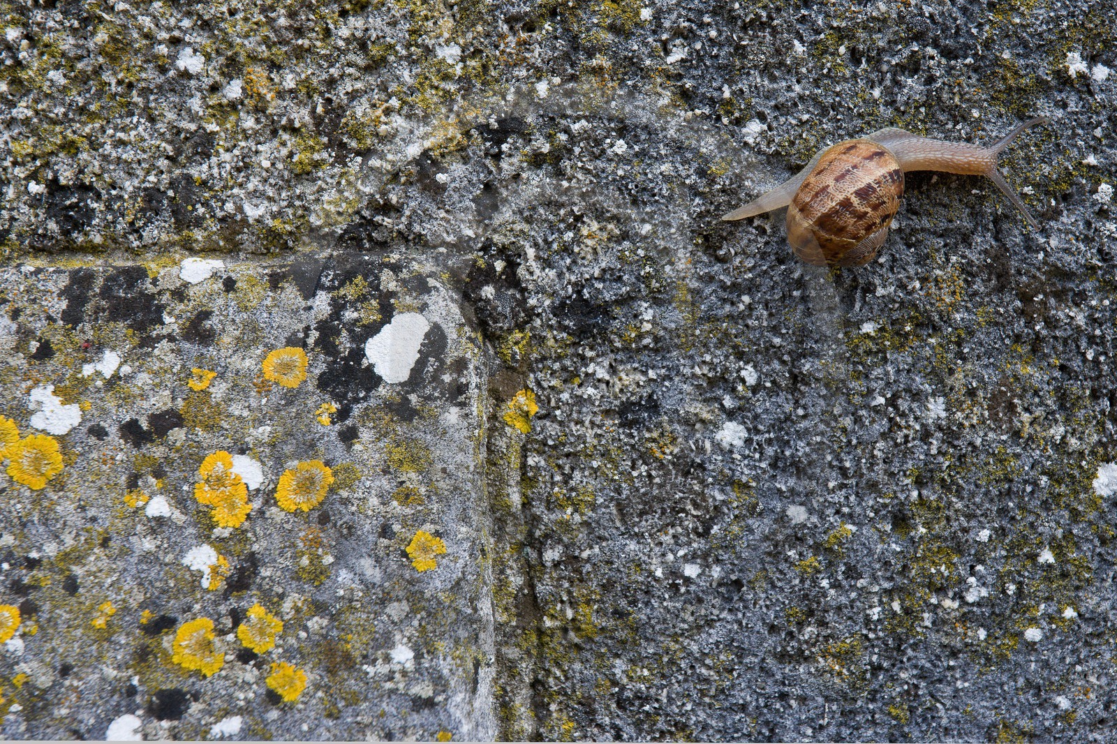 Saint-Martin-de-Ré, Fortifications Vauban inscrites au patrimoi