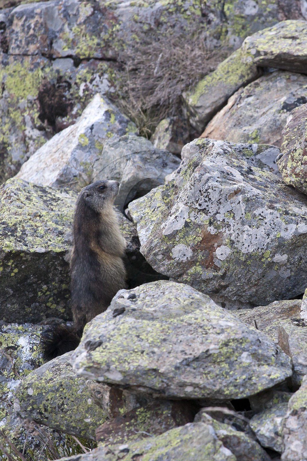 Marmotte des Alpes ( Marmota marmota )