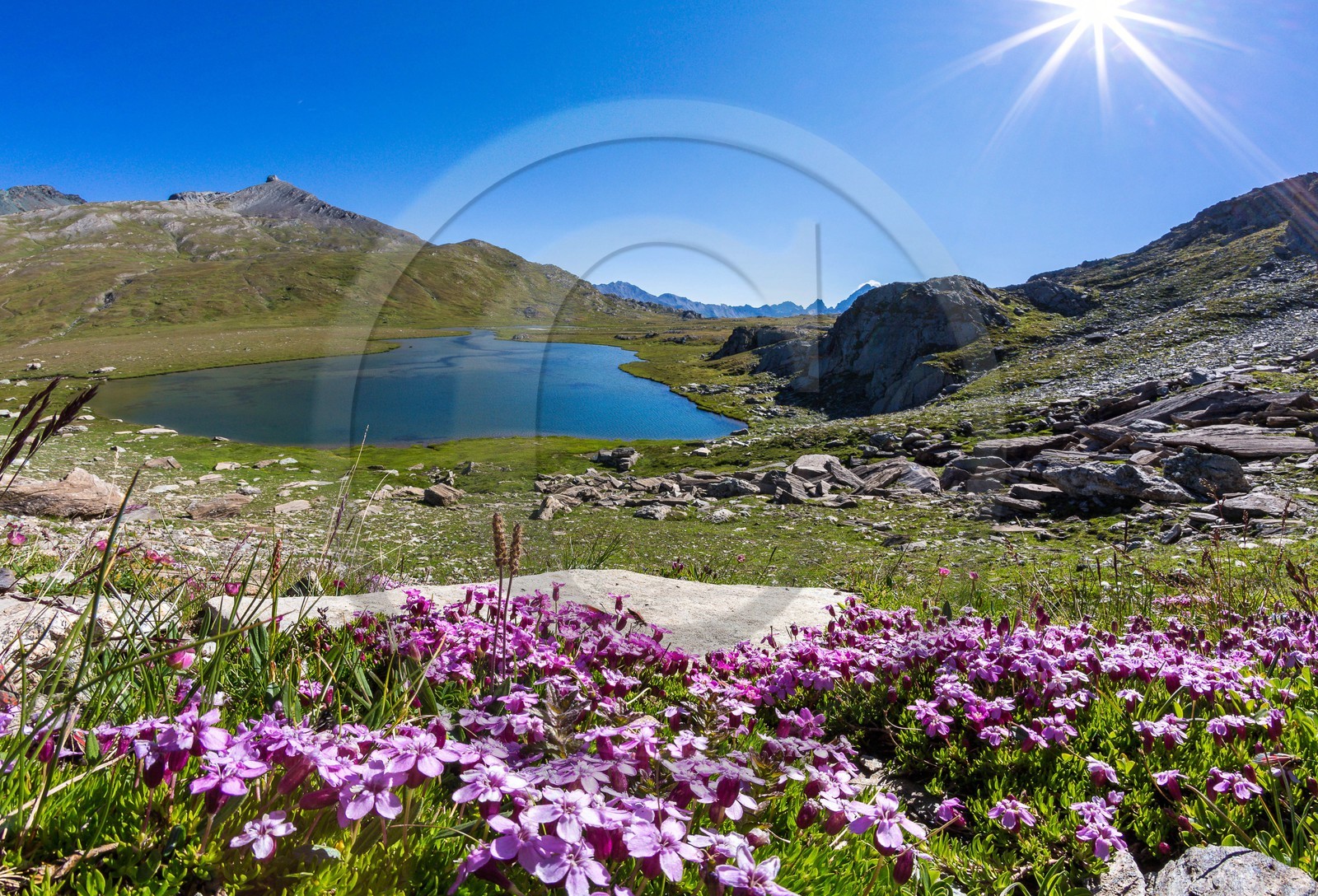 col du Longet, Lac du Longet, silène acaule (Silene acaulis) et