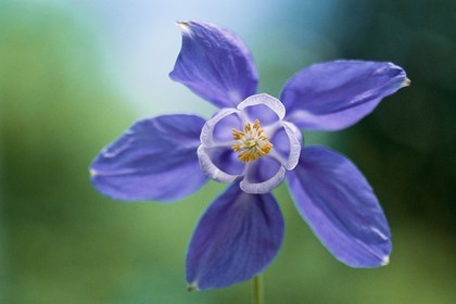 Ancolie des Alpes, Aquilegia alpina