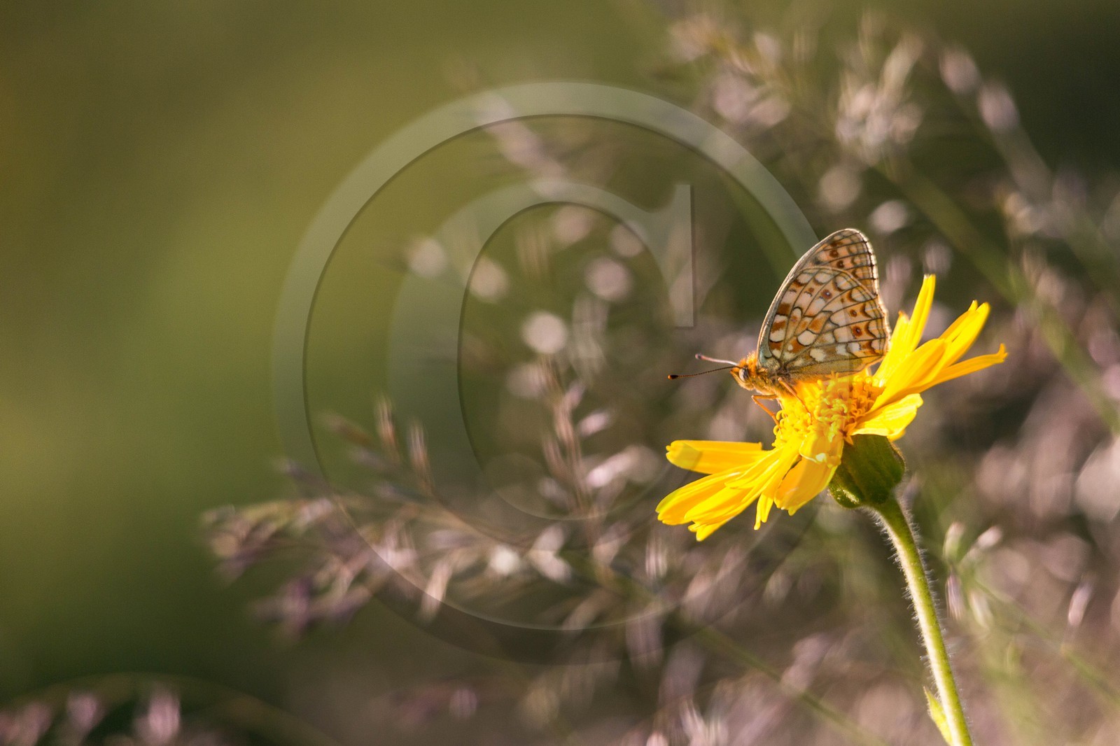 Arnica des montagnes, Arnica montana