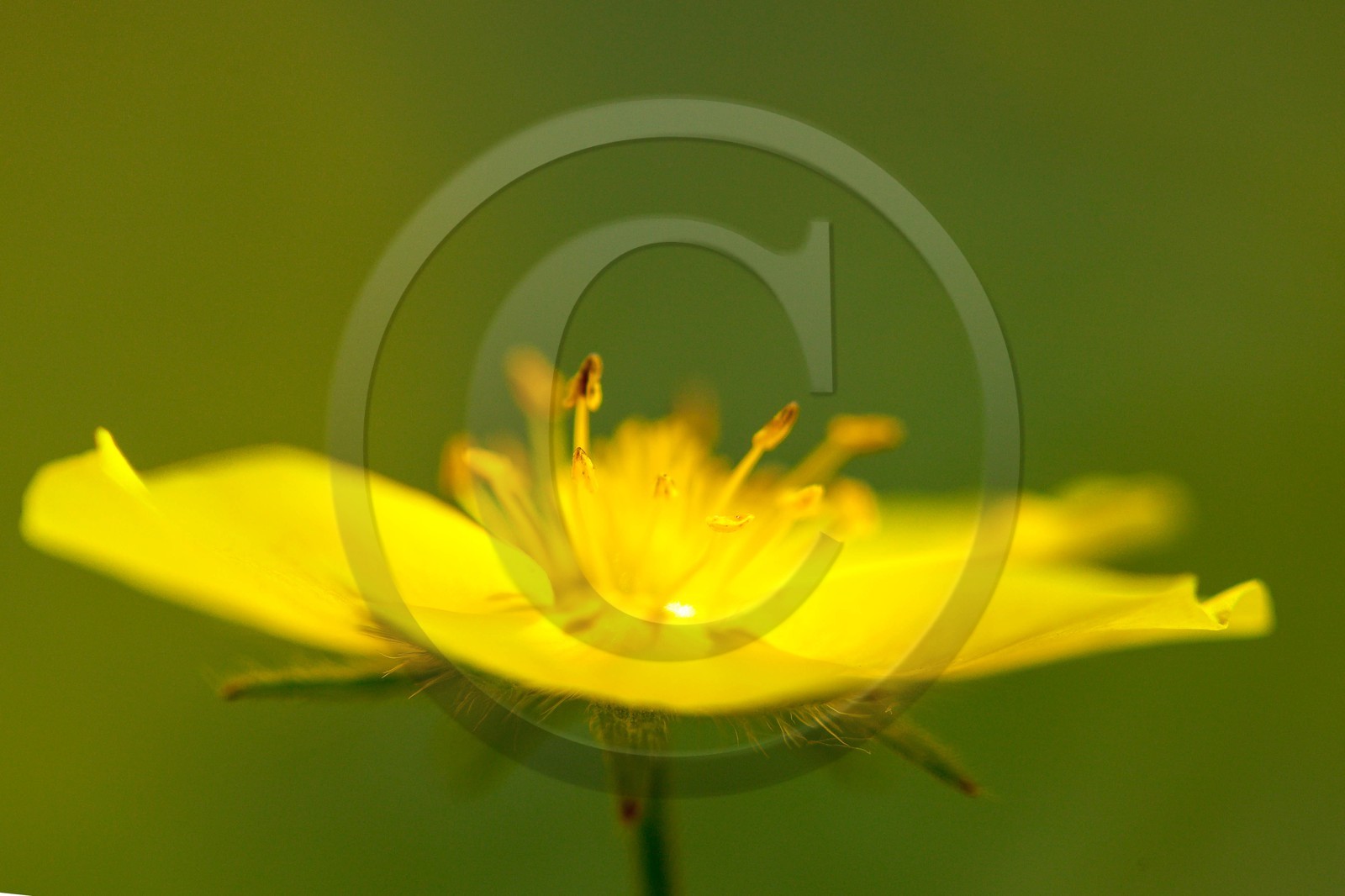 Potentille du Dauphiné, Potentilla delphinensis