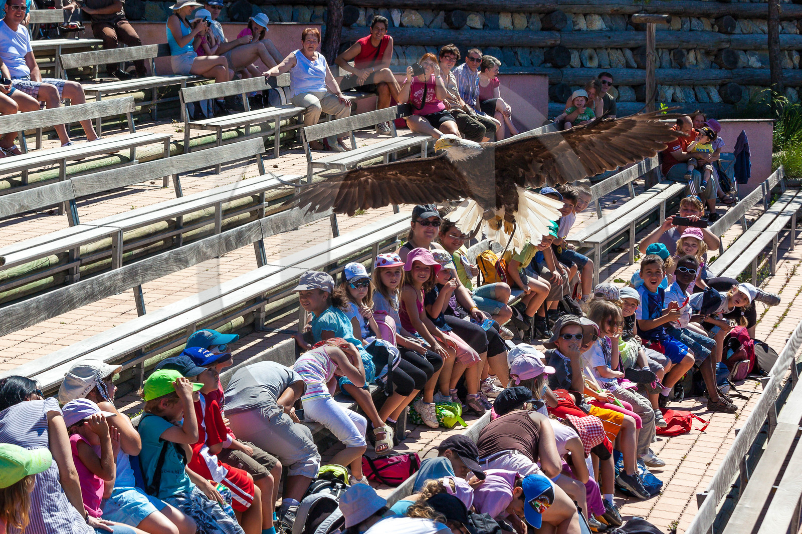 Parc animalier de Serre-Ponçon, Pygargue à tête blanche, Haliaeetus leucocephalus