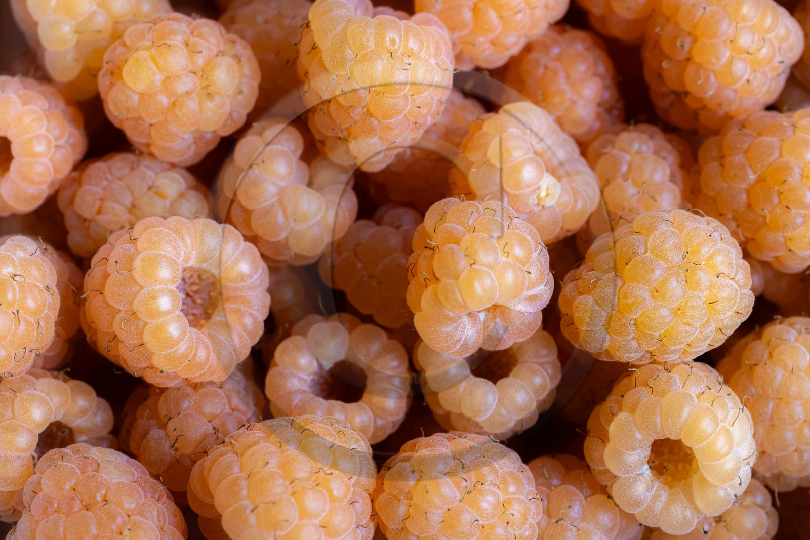 Ecrins de fruits, producteur de fruits rouges