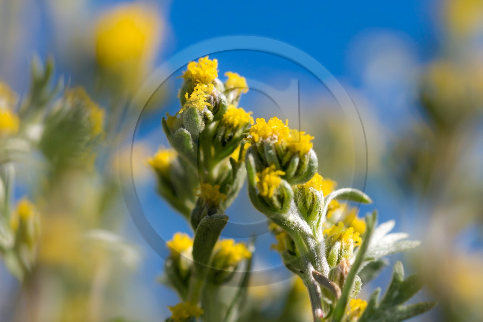 Orcières 1850, Bruno Gonnon agriculteur bio de génépi