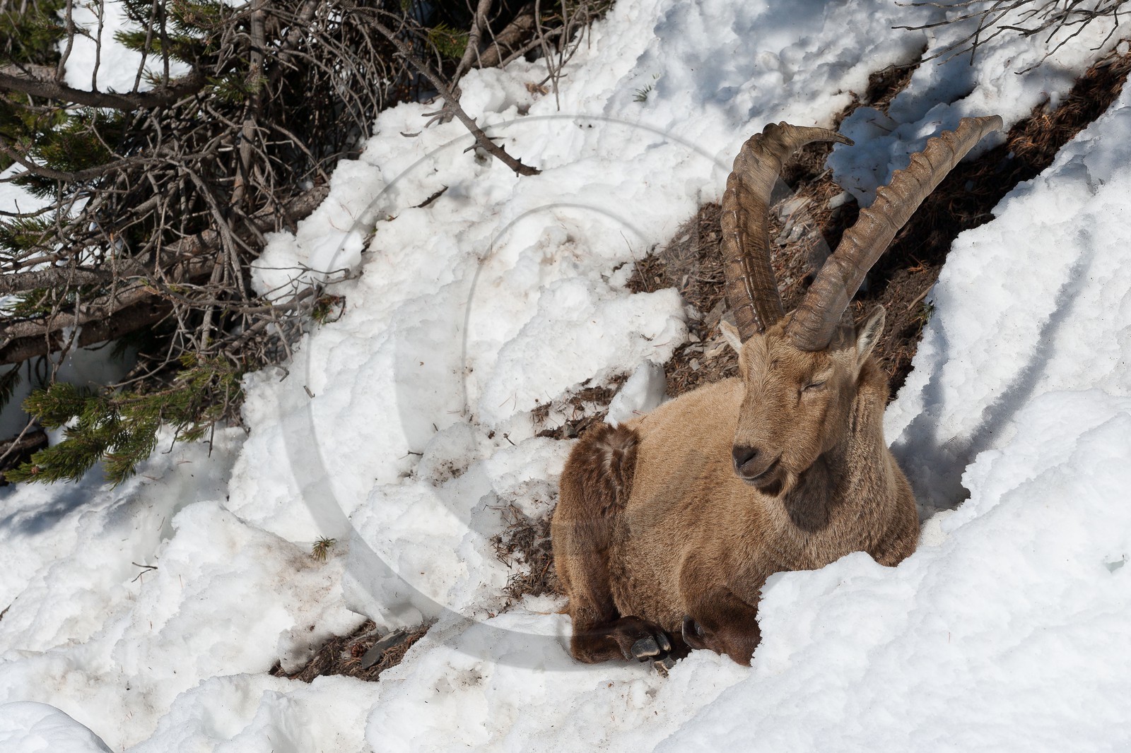 Bouquetin, ou bouquetin des Alpes (Capra ibex)