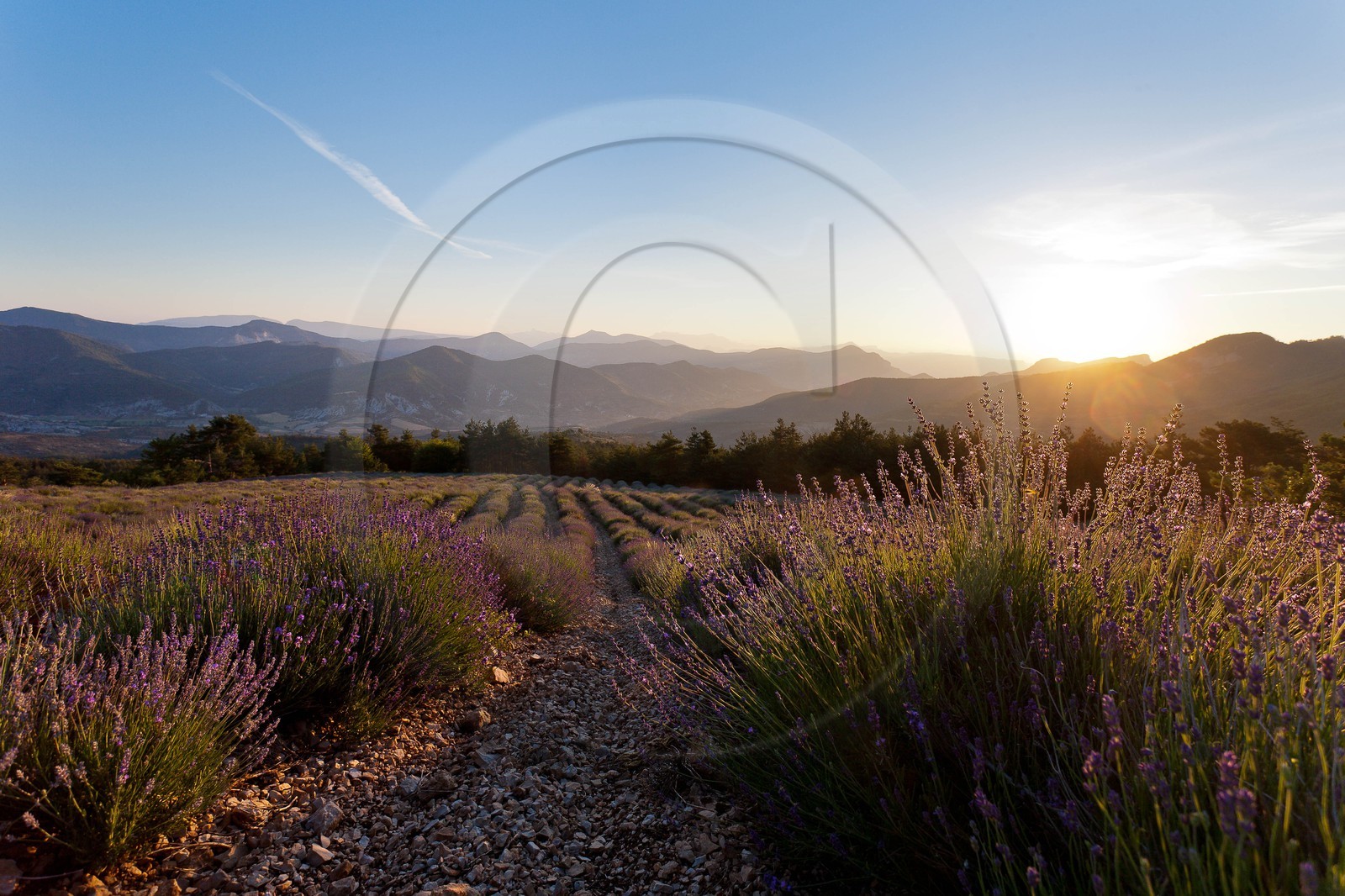 Champs de lavandes et la chaine des Ecrins