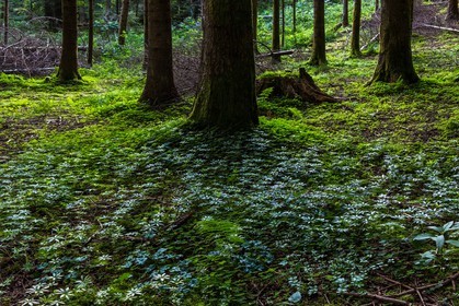 ENS de l'Isère, Marais des Seiglières