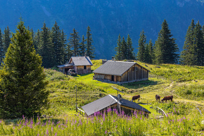 Réserve Naturelle des Contamines-Montjoie