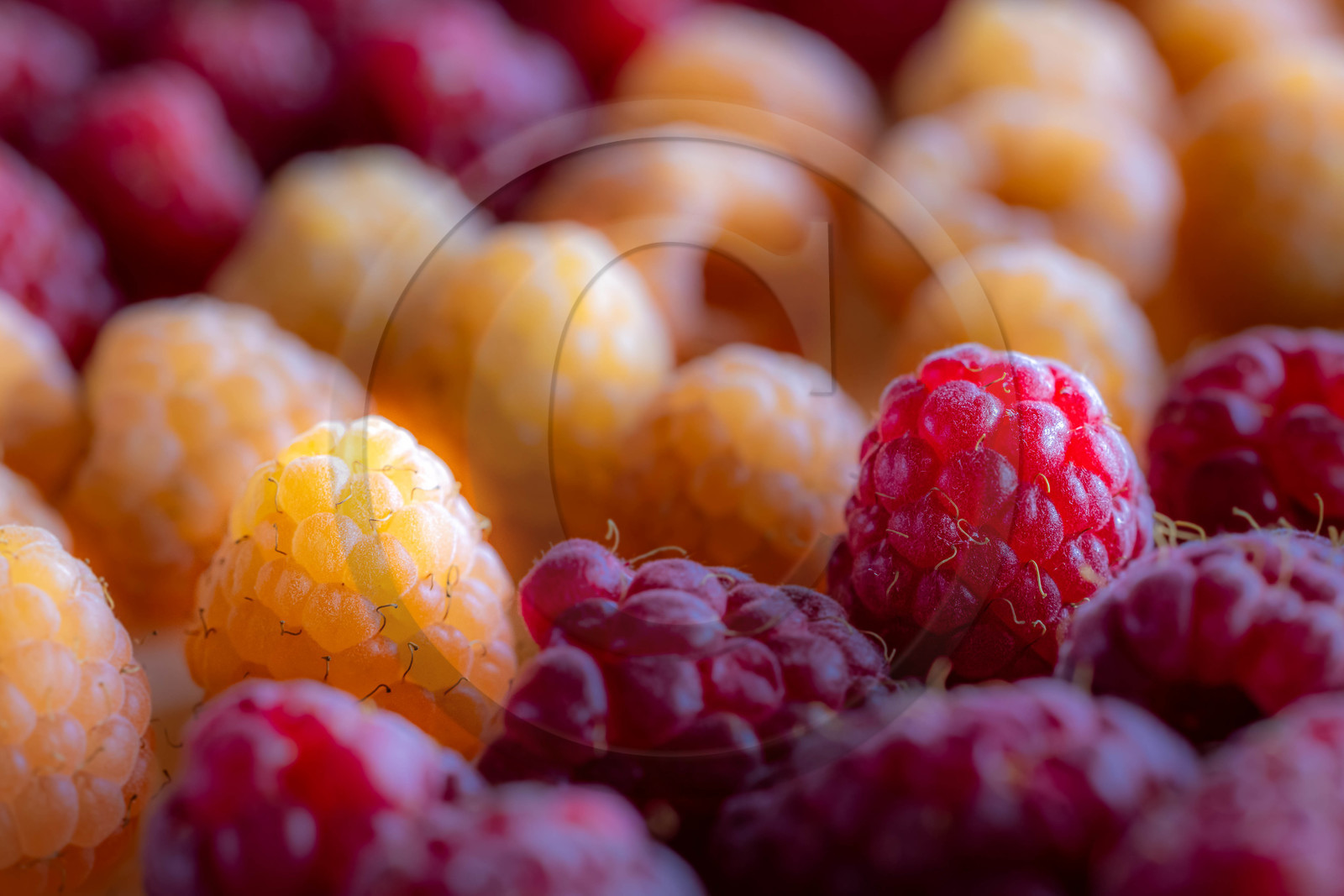 Ecrins de fruits, producteur de fruits rouges