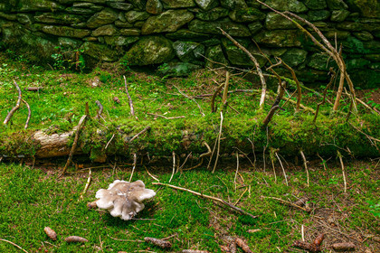 Réserve naturelle des Contamines-Montjoie, forêt sous-bois et champignon