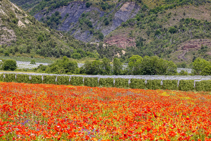 Faucon-du-Caire, cultures avec coquelicots