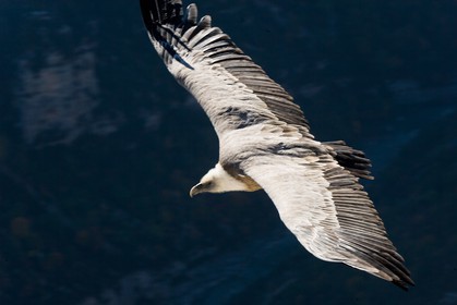 Vautour fauve, Gyps fulvus