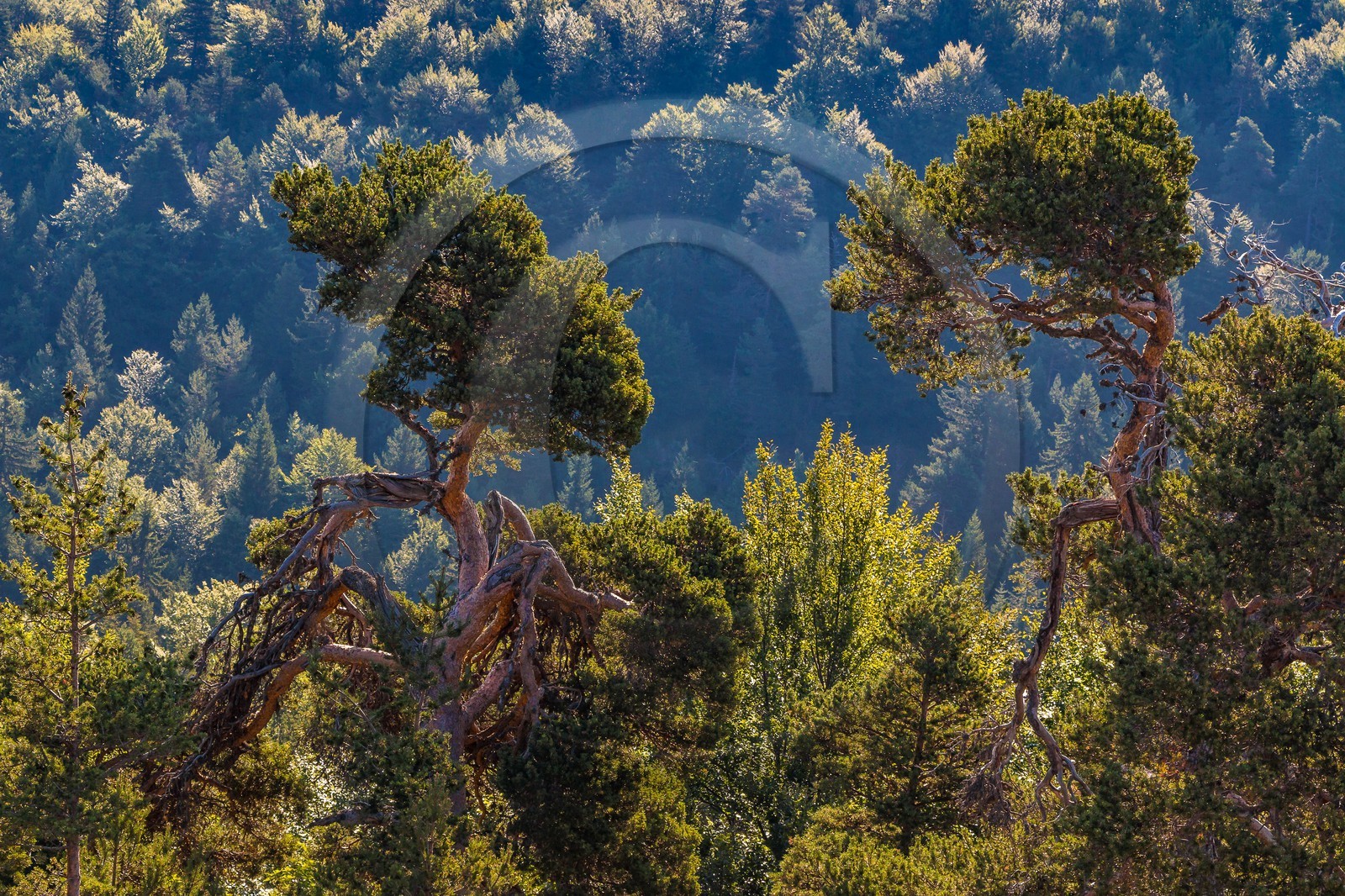 Les Monges, forêt domaniale des Monges