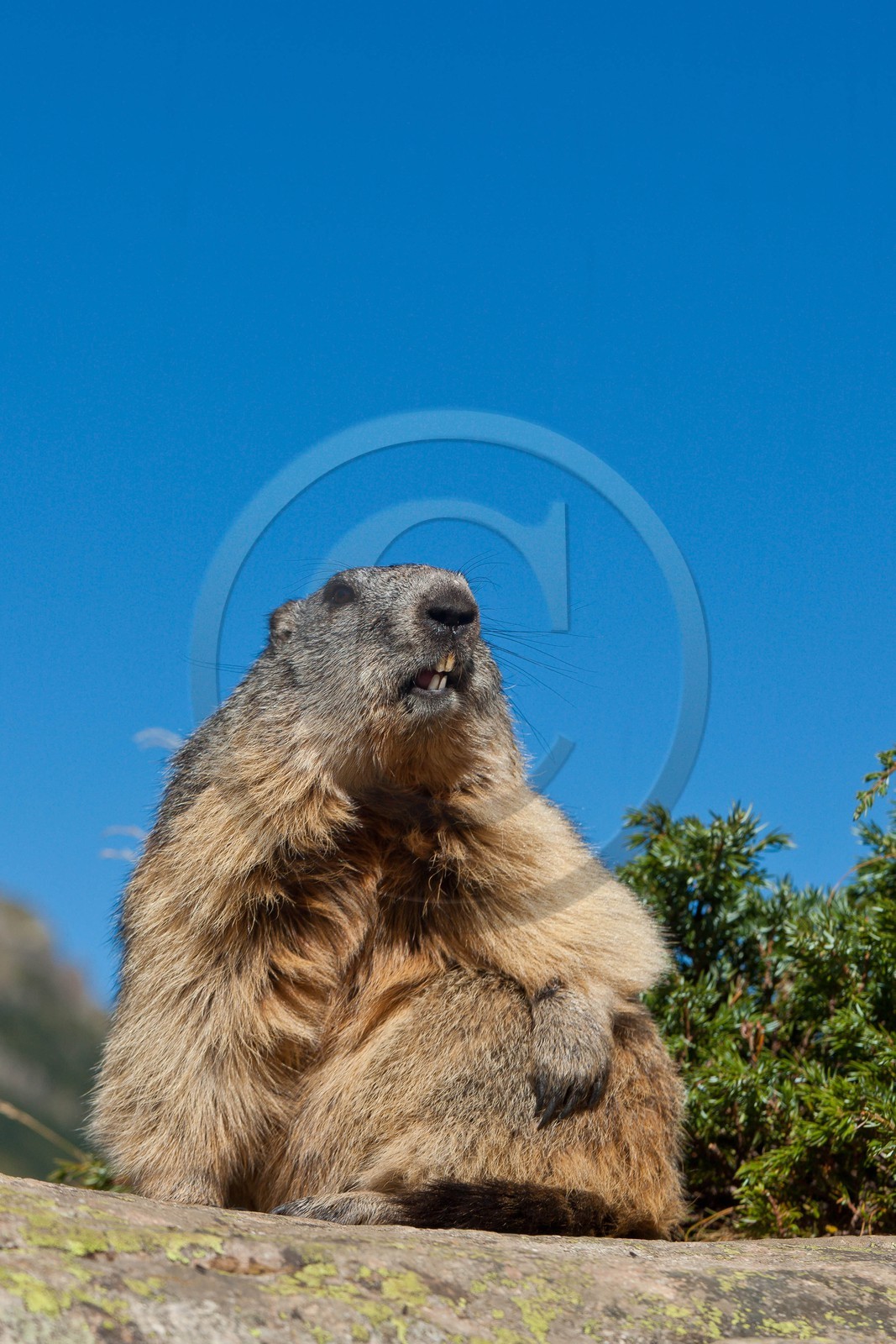 Marmotte des Alpes (Marmota marmota)