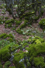 ENS de l'Isère, Plateau de la Molière et du Sornin