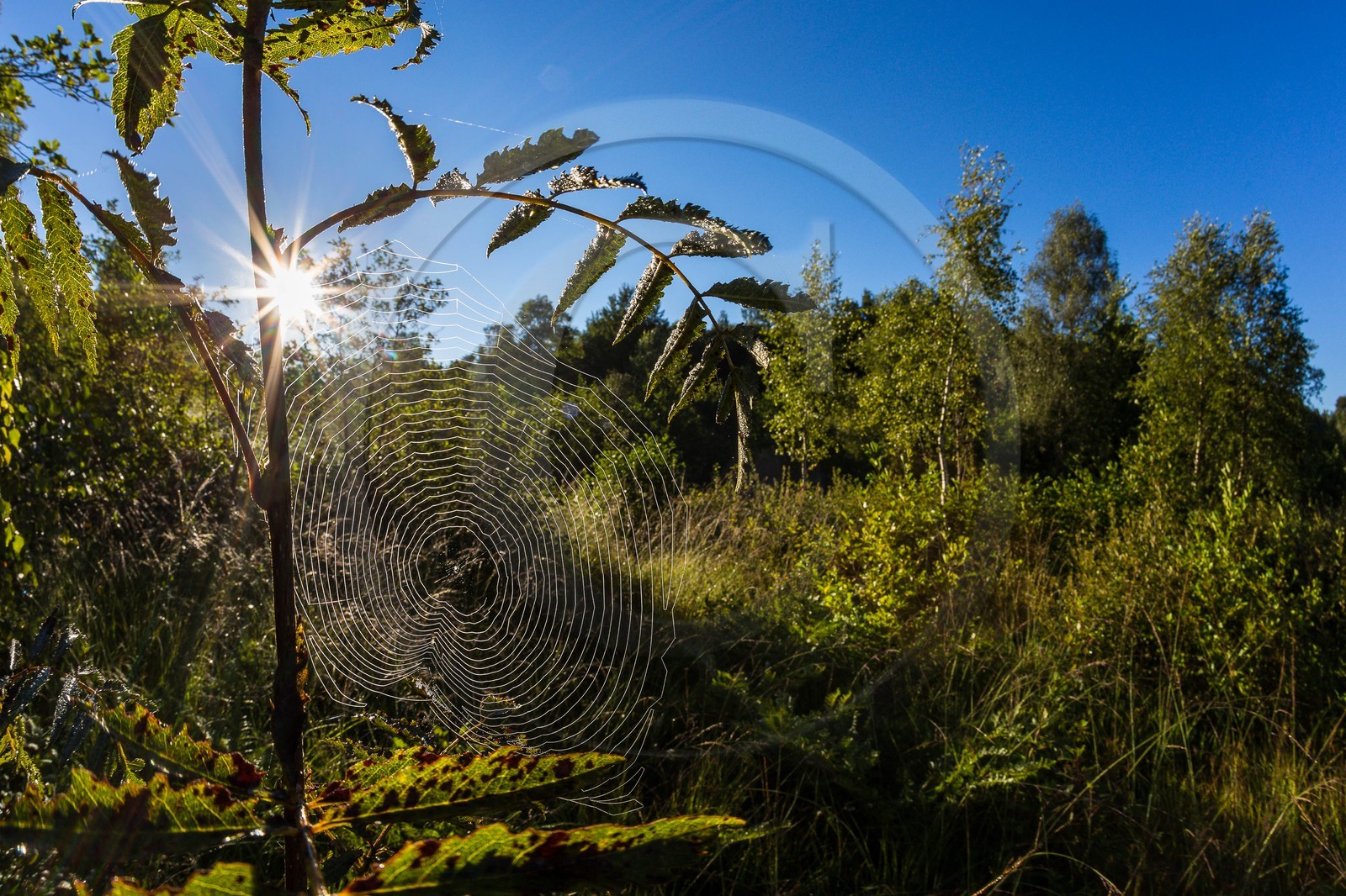 ENS de l'Isère, Tourbière des Planchettes