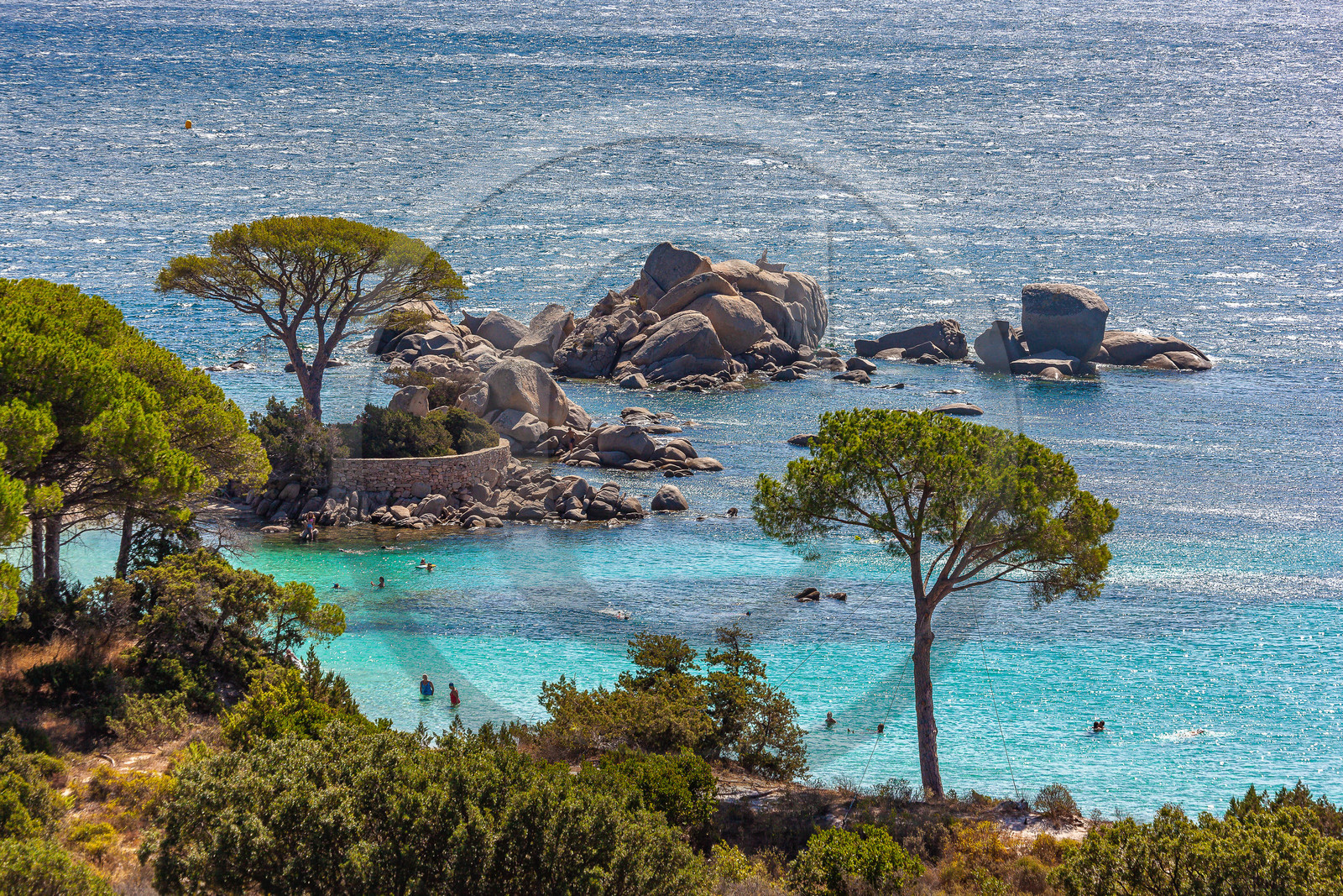 Porto-Vecchio, Palombaggia, pin parasol