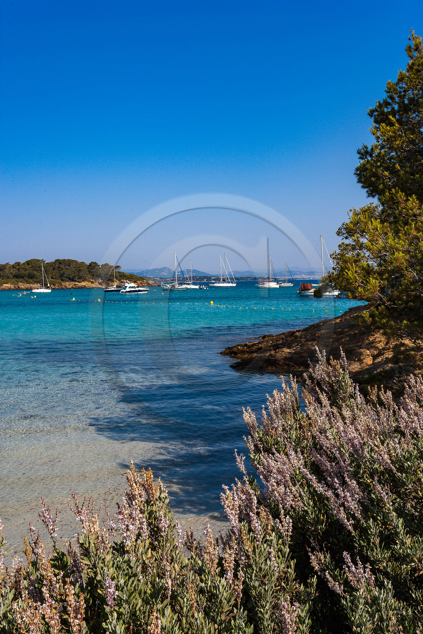 Parc national de Port-Cros, Herbe aux chats, Teucrium marum