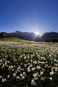 Parc national des Ecrins, Col du Lautaret,, Renoncule de Küpfer