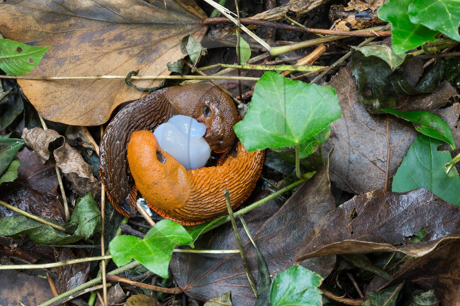 ENS de l'Isère, étang de Mai