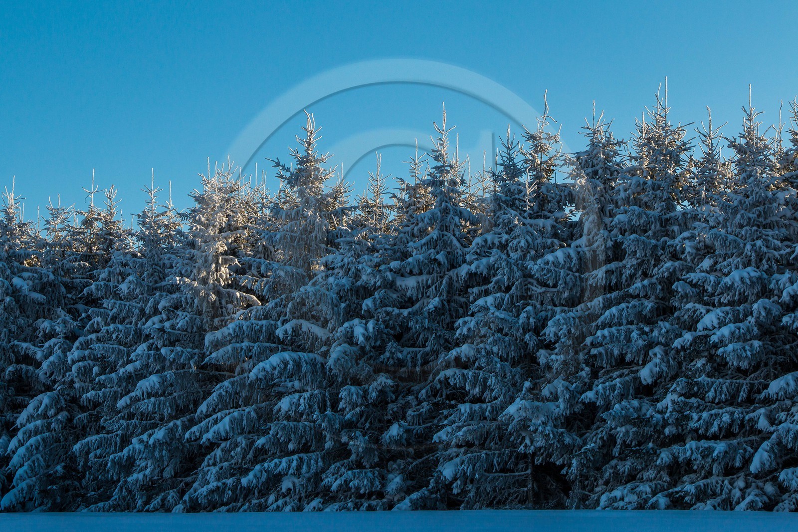 Pépinière Robin, producteur de sapin de Noël