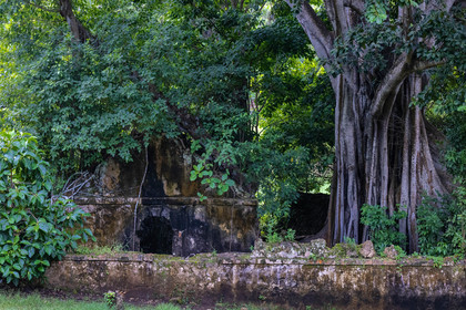 Guadeloupe, ancienne prison et le Figuier Maudit