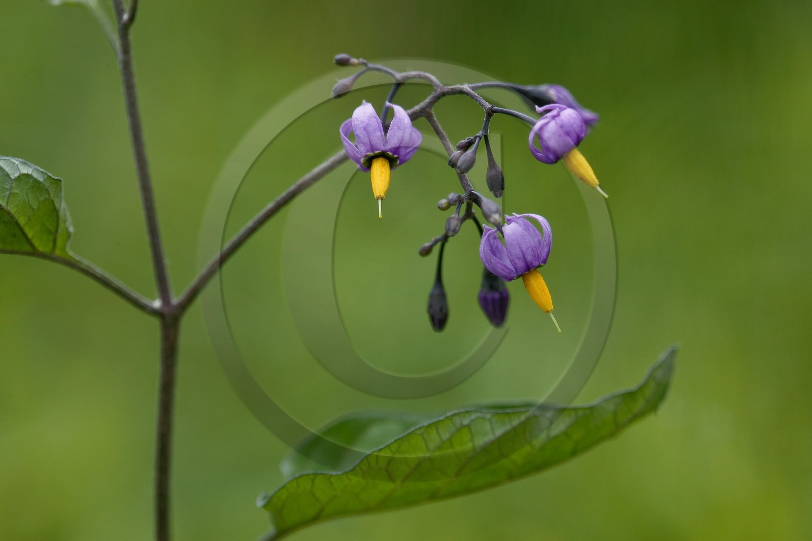 Morelle douce amère, Solanum dulcamara