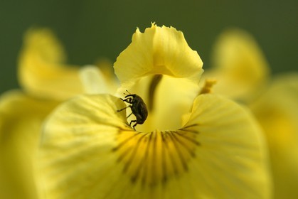 Iris des marais, iris faux acore ou iris jaune, Iris pseudacorus