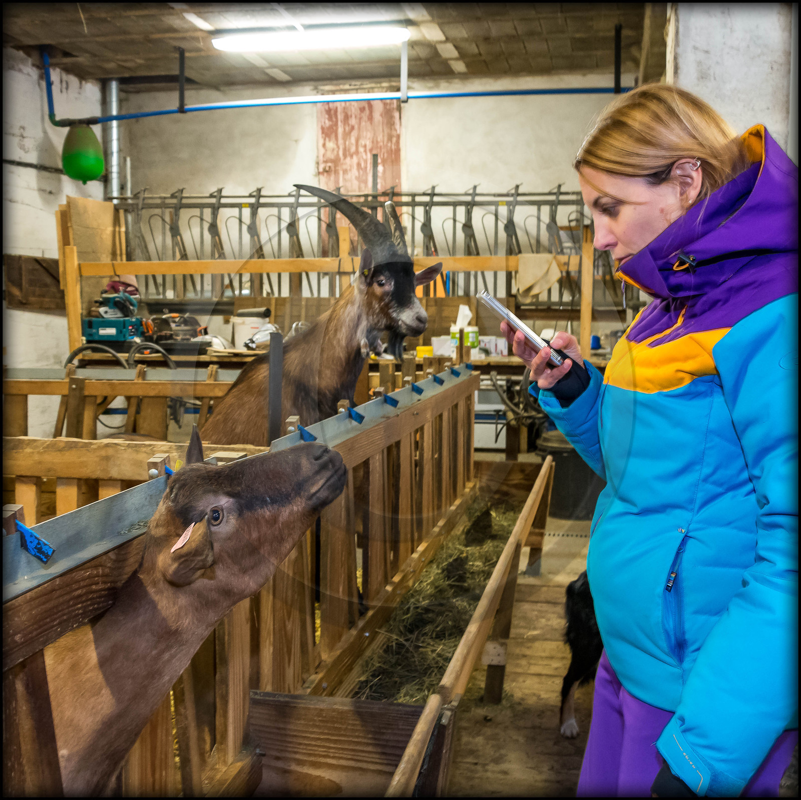 Arvieux, La Chèvrerie des Moulins
