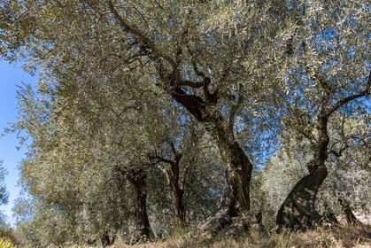 Spéracèdes, Campagne du Virat, Claude Martin, oléicultrice