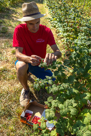 Ecrins de fruits, producteur de fruits rouges