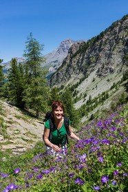 Ubaye, Vallon du Laverq, géranium des bois, Geranium sylvaticum