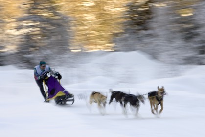Chiens d'attelage