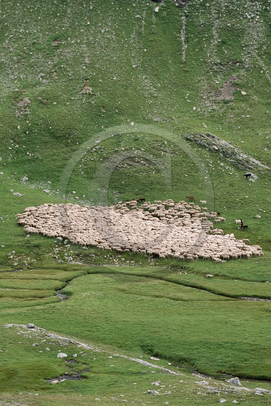 Alpage de Jujal, Le Bailou, berger