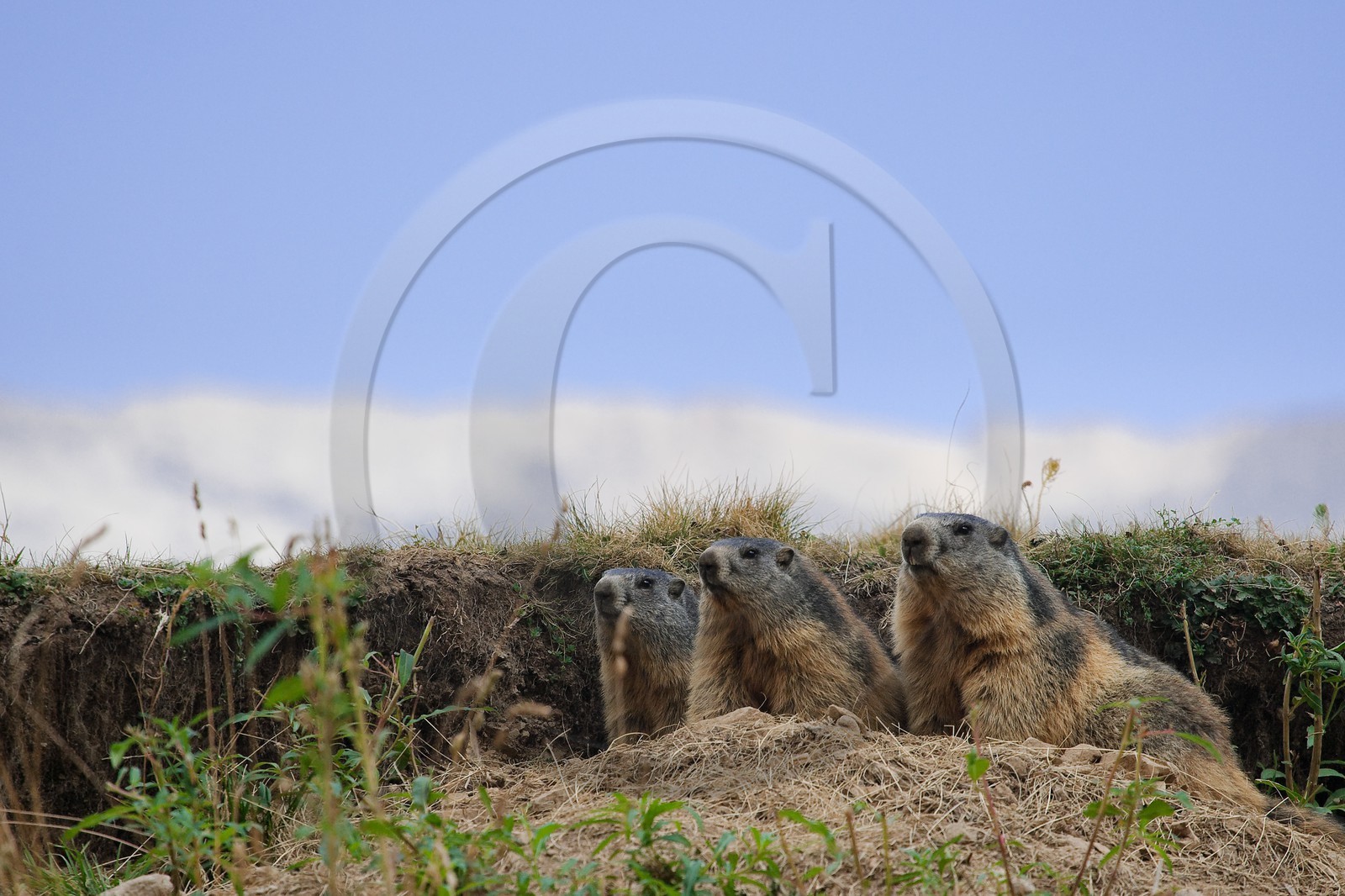 Marmotte des Alpes ( Marmota marmota )
