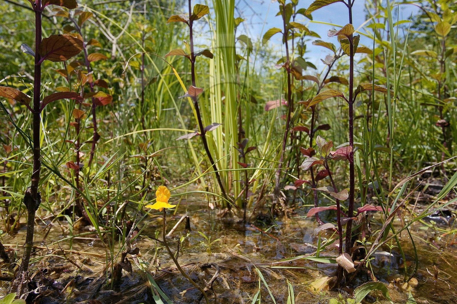 Petite utriculaire, Utricularia minor
