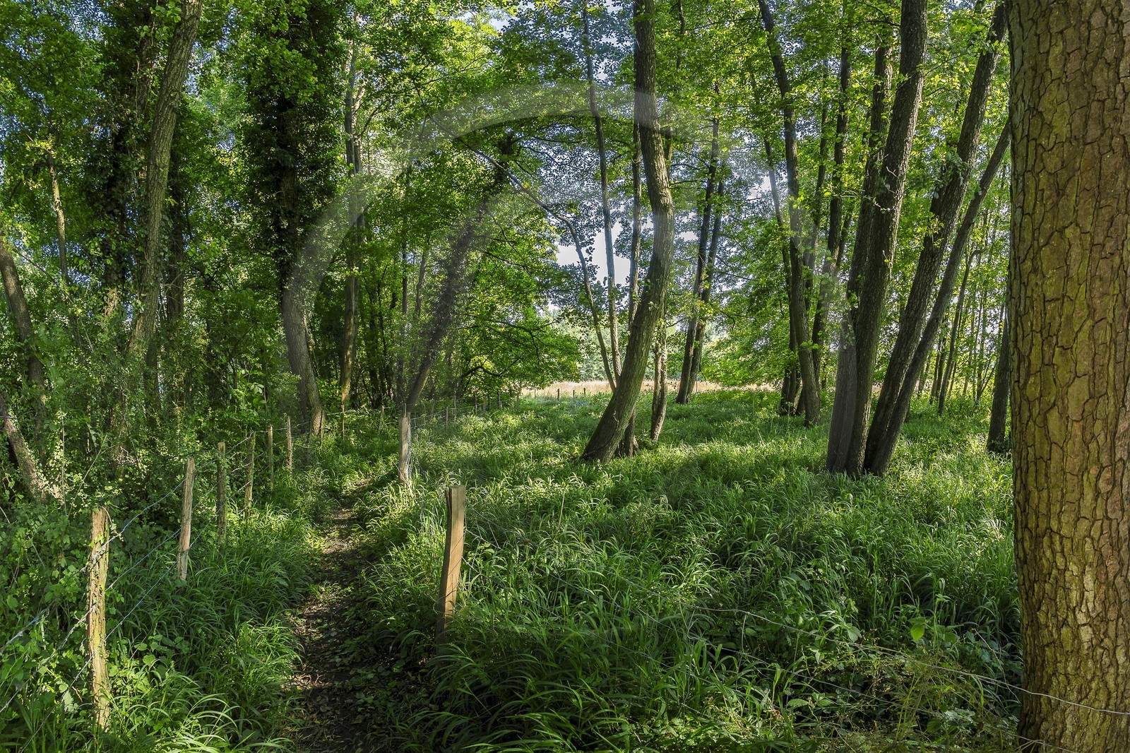 ENS de l'Isère, Zone humide de la Merlière