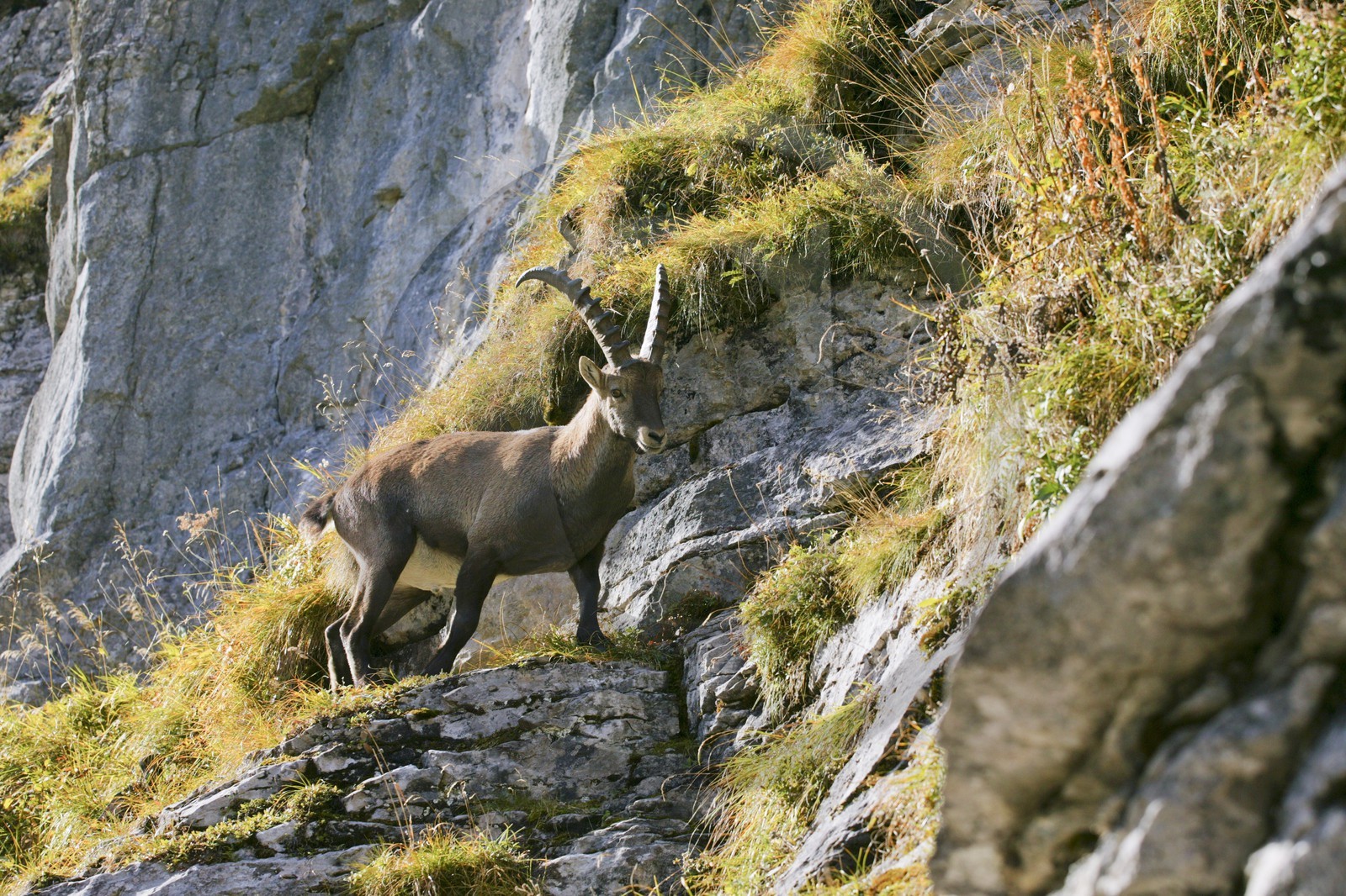 Bouquetin, ou bouquetin des Alpes (Capra ibex)