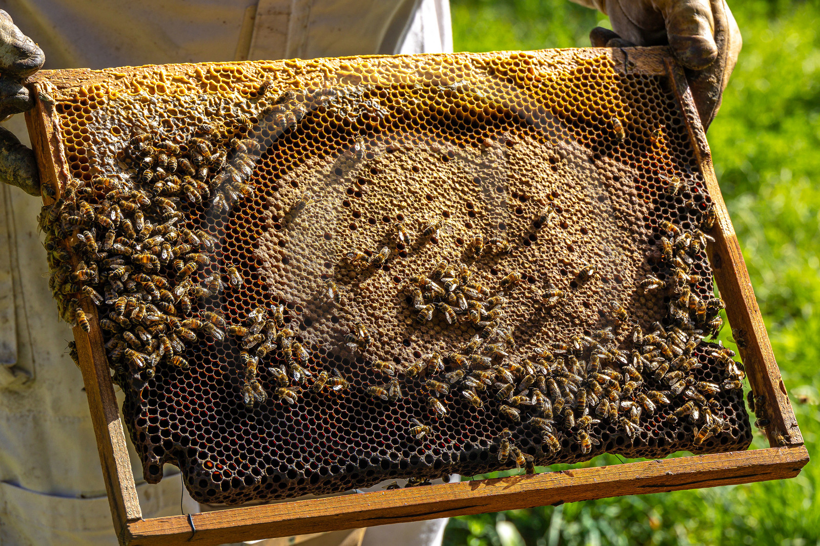 Jean-Jacques Daubert - Apiculteur