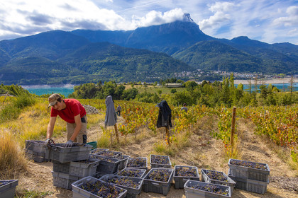 Domaine du Mont Guillaume