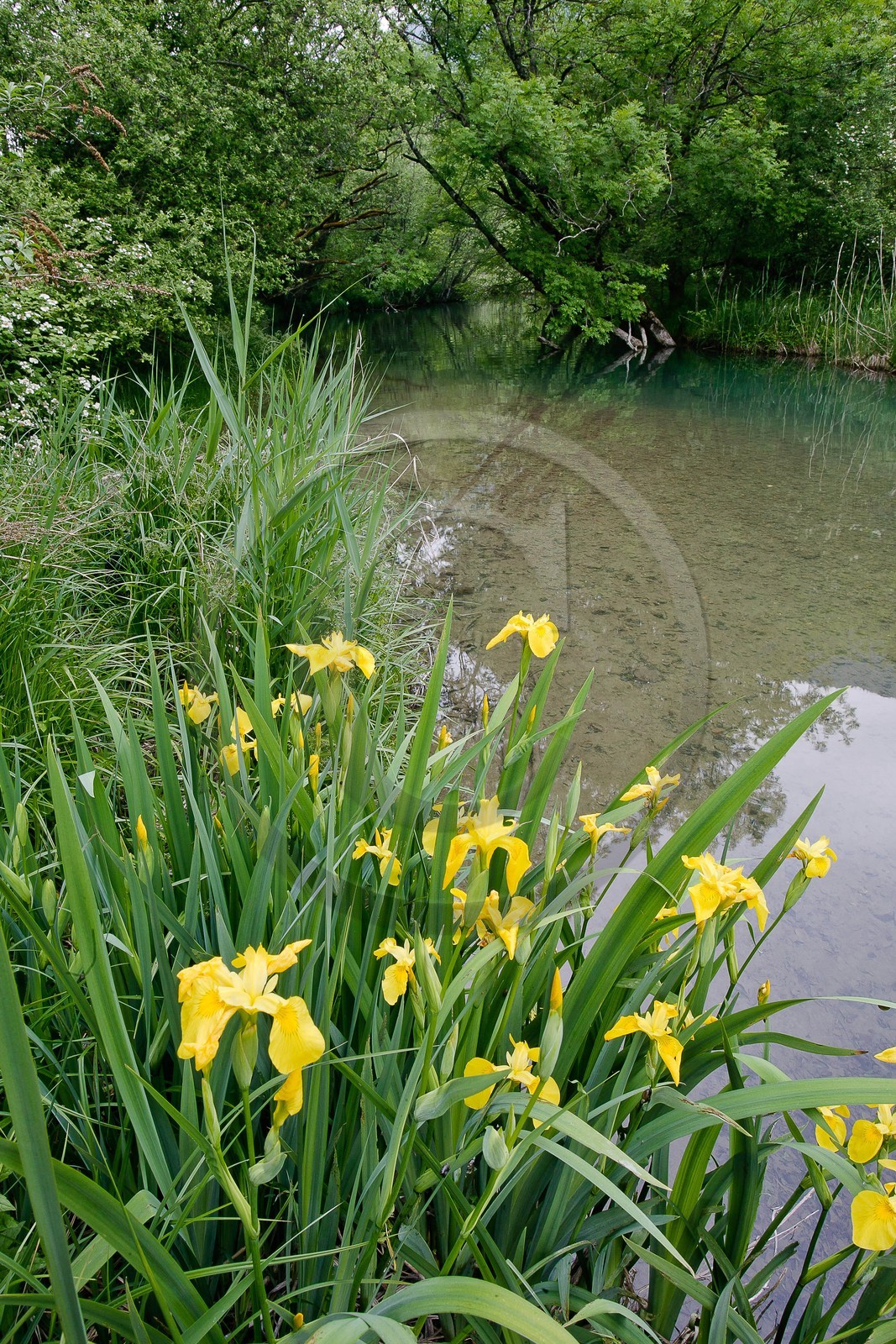 Réserve naturelle du Bout du Lac d'Annecy, Iris des marais, iris faux acore ou iris jaune, Iris pseudacorus