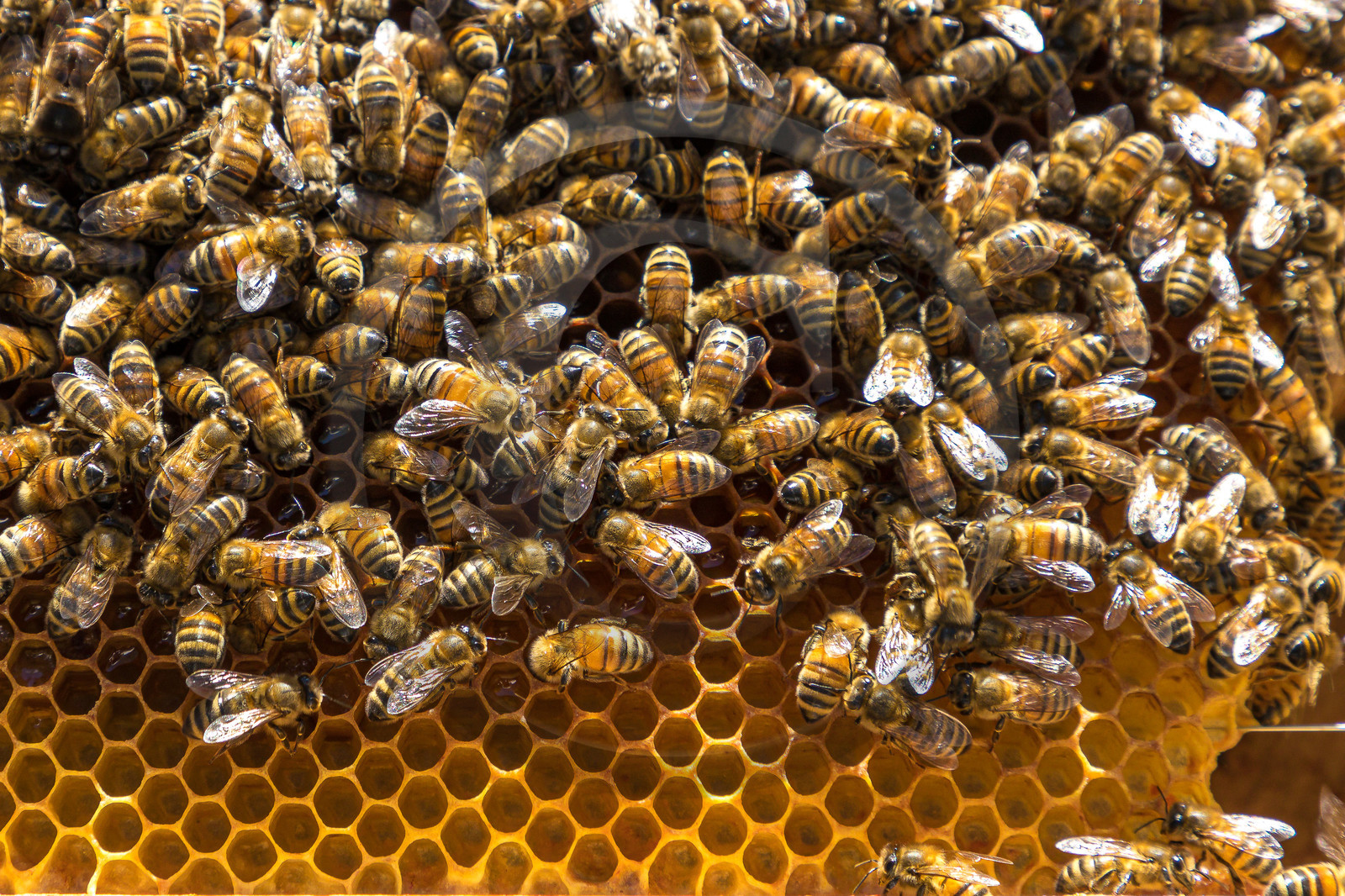 Margaux et Didier Pissard, apiculteurs