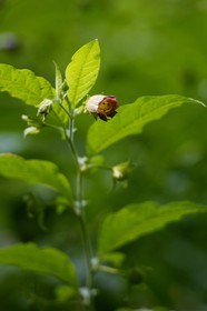 Belladone, Atropa belladonna