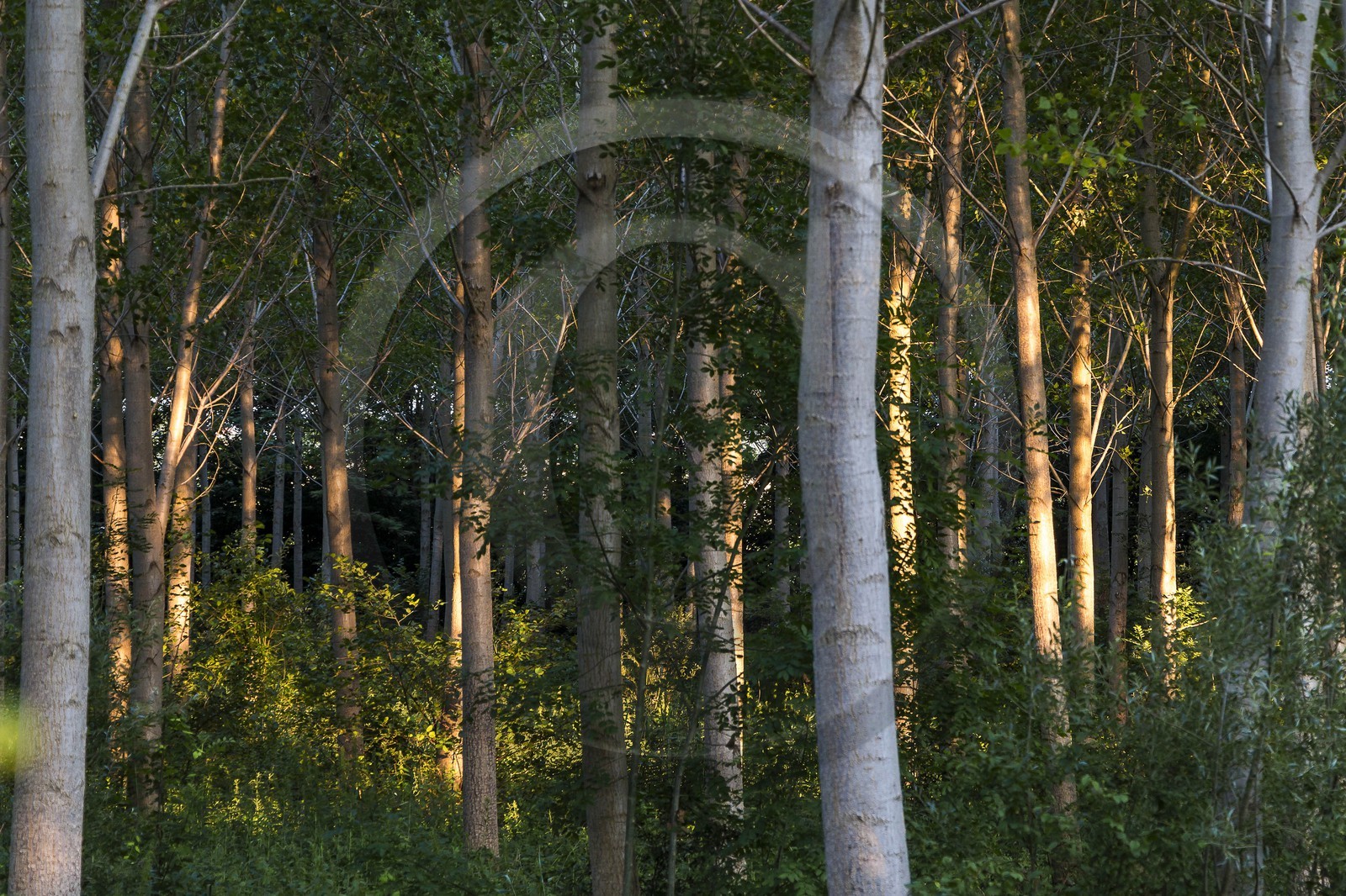 ENS de l'Isère, Prairies inondables de Pont-Évêque