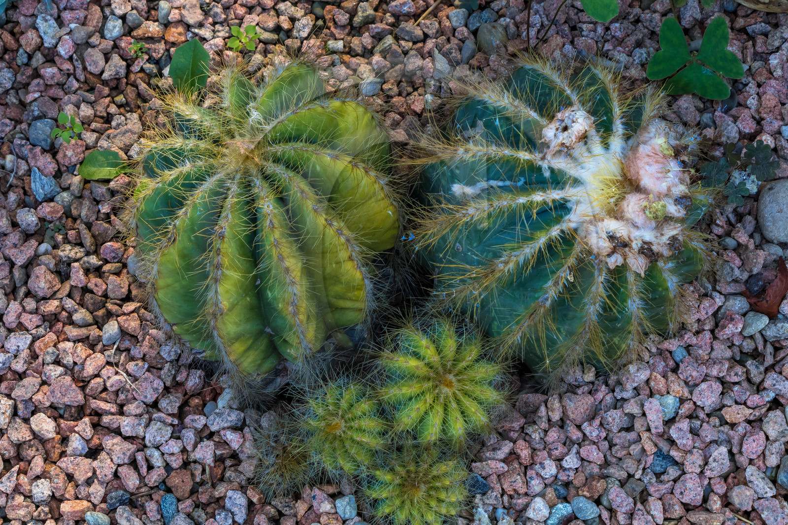 Jardin botanique de la villa Taranto