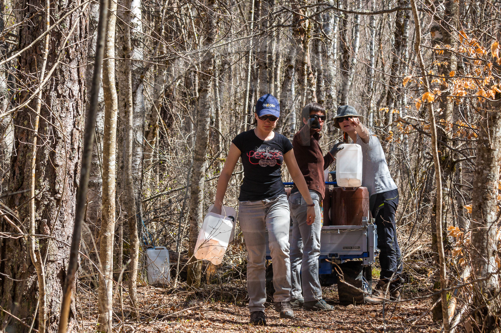 Récolte de sève de bouleau