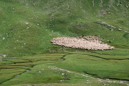 Alpage de Jujal, Le Bailou, berger